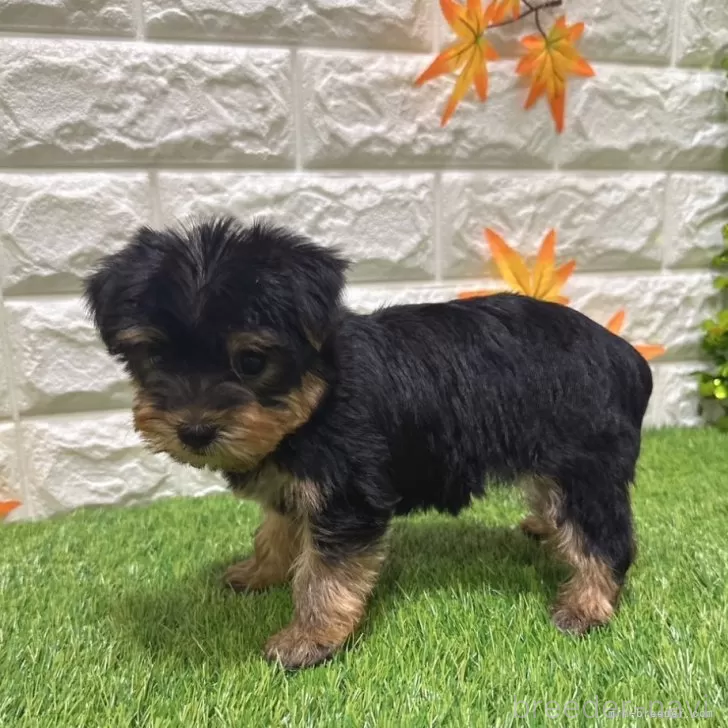 成約済の愛知県のヨークシャーテリア-387516の5枚目