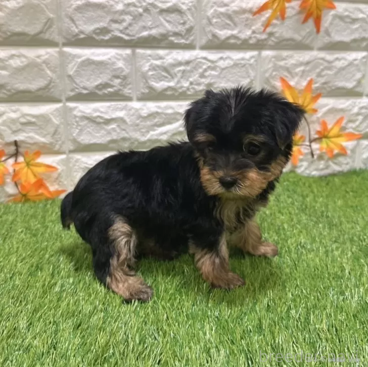 成約済の愛知県のヨークシャーテリア-387516の4枚目