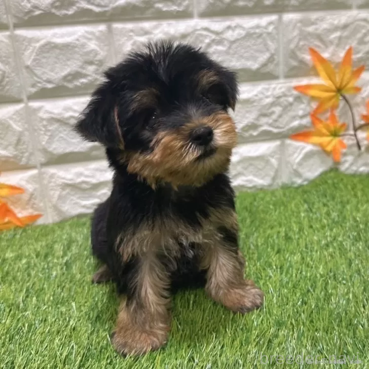 成約済の愛知県のヨークシャーテリア-387516の3枚目