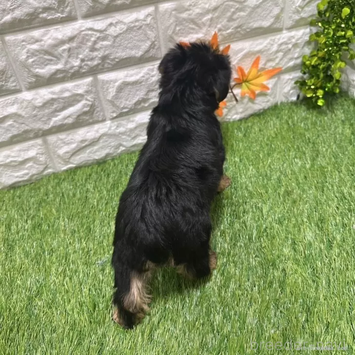 成約済の愛知県のヨークシャーテリア-387516の2枚目