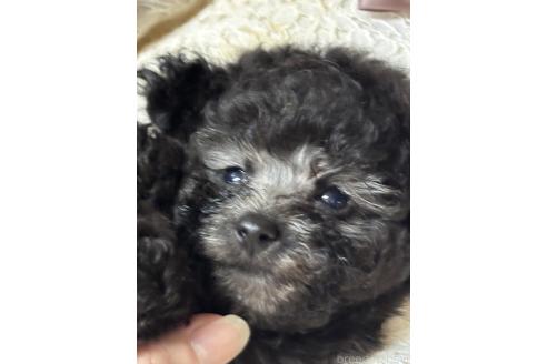 販売中の宮崎県のティーカッププードル-388111の2枚目