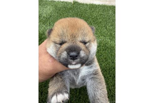販売中の広島県の柴犬-388379の4枚目