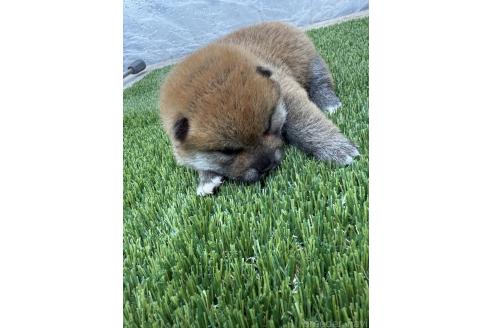 販売中の広島県の柴犬-388379の2枚目