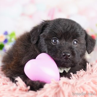 販売中の東京都のミックス犬-388300