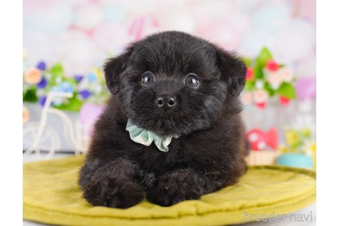 販売中の東京都のミックス犬-388300の7枚目
