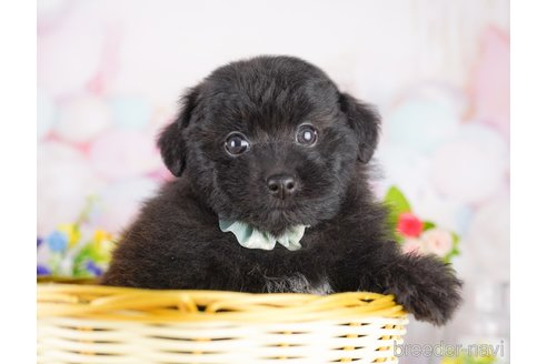 販売中の東京都のミックス犬-388300の3枚目