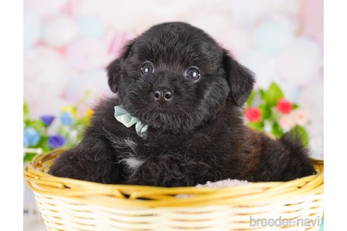 販売中の東京都のミックス犬-388300の4枚目