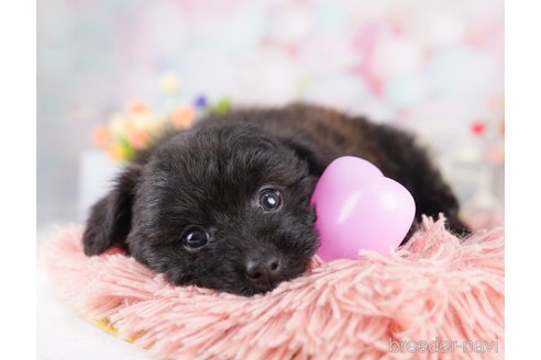 販売中の東京都のミックス犬-388300の5枚目