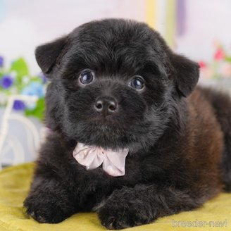 販売中の東京都のミックス犬-388301
