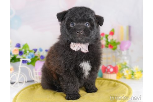 販売中の東京都のミックス犬-388301の5枚目