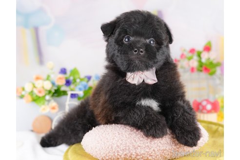 販売中の東京都のミックス犬-388301の6枚目