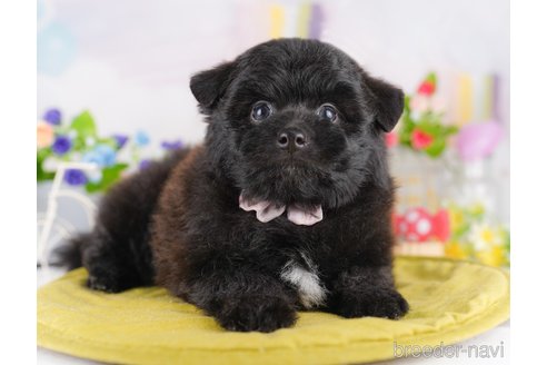 販売中の東京都のミックス犬-388301の7枚目