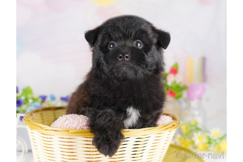 販売中の東京都のミックス犬-388301の3枚目