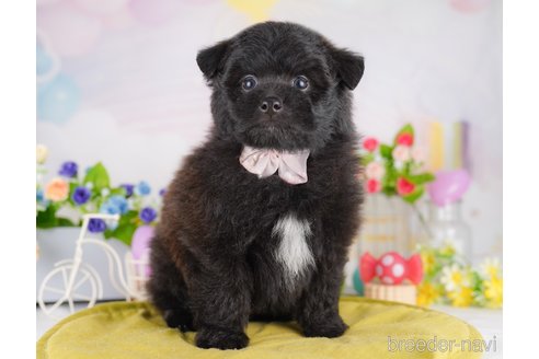 販売中の東京都のミックス犬-388301の4枚目