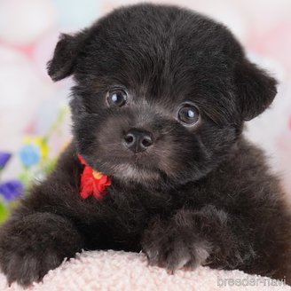 販売中の東京都のミックス犬-388302
