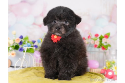 販売中の東京都のミックス犬-388302の7枚目