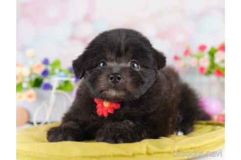 販売中の東京都のミックス犬-388302の3枚目