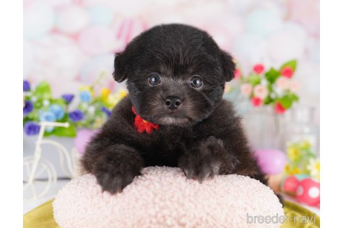 販売中の東京都のミックス犬-388302の4枚目