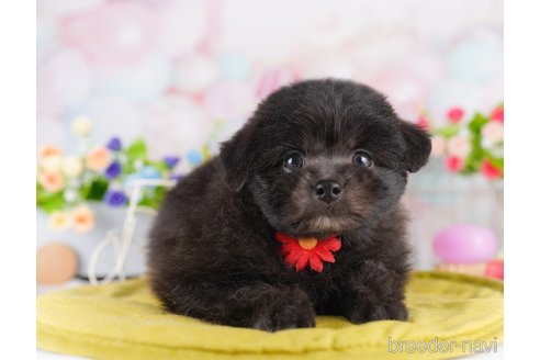 販売中の東京都のミックス犬-388302の5枚目