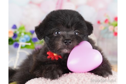 販売中の東京都のミックス犬-388302の6枚目