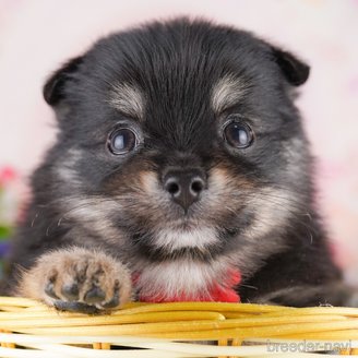 販売中の東京都のミックス犬-388303の1枚目