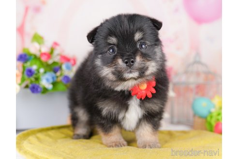 販売中の東京都のミックス犬-388303の5枚目