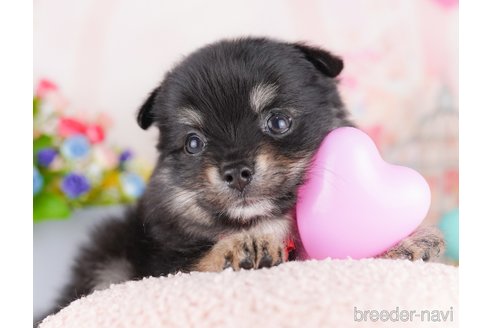 販売中の東京都のミックス犬-388303の6枚目