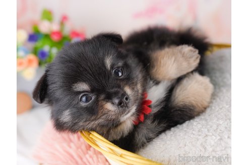 販売中の東京都のミックス犬-388303の3枚目