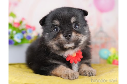 販売中の東京都のミックス犬-388303の4枚目