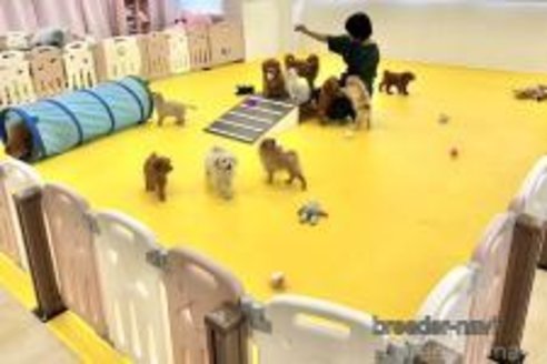 販売中の神奈川県のトイプードル-387713の2枚目