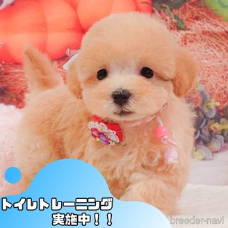 販売中の静岡県のマルプー:マルチーズ×トイプードル-388722の1枚目