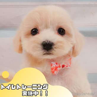 販売中の静岡県のマルプー:マルチーズ×トイプードル-388723の1枚目