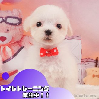 販売中の静岡県のマルプー:マルチーズ×トイプードル-388725
