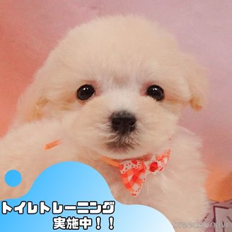 販売中の静岡県のマルプー:マルチーズ×トイプードル-388727