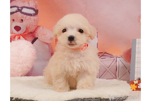 販売中の静岡県のマルプー:マルチーズ×トイプードル-388727の9枚目