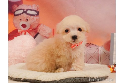 販売中の静岡県のマルプー:マルチーズ×トイプードル-388727の13枚目