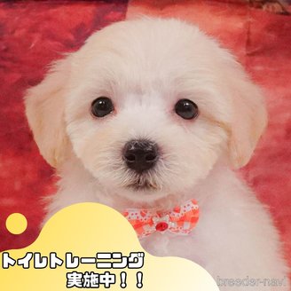 販売中の静岡県のマルプー:マルチーズ×トイプードル-388729