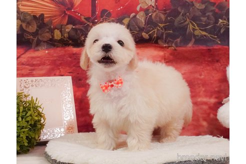 販売中の静岡県のマルプー:マルチーズ×トイプードル-388729の13枚目