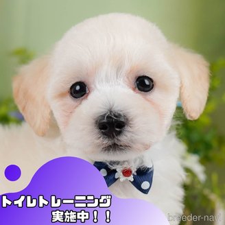 販売中の静岡県のビションプー:ビションフリーゼ×トイプードル-388732