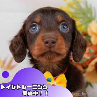 販売中の静岡県のミニチュアダックスフンド(ロングヘアード)-388736の1枚目