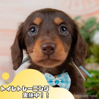 販売中の静岡県のミニチュアダックスフンド(ロングヘアード)-388738
