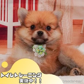 販売中の静岡県のポメチワ:ポメラニアン×チワワ-388739の1枚目