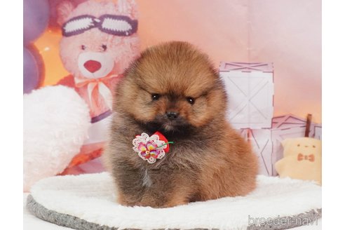 成約済の静岡県のポメラニアン-388737の11枚目