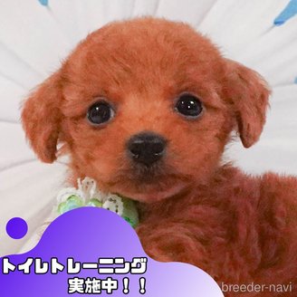 販売中の静岡県のタイニープードル-388735の1枚目