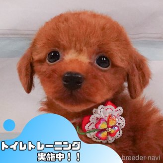 販売中の静岡県のトイプードル-388734