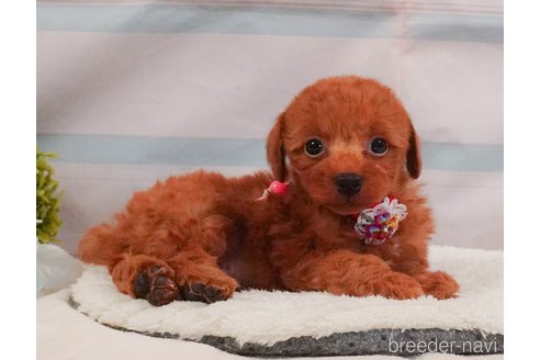 販売中の静岡県のトイプードル-388734の10枚目