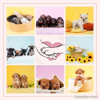 販売中の千葉県のミックス犬-388325の14枚目