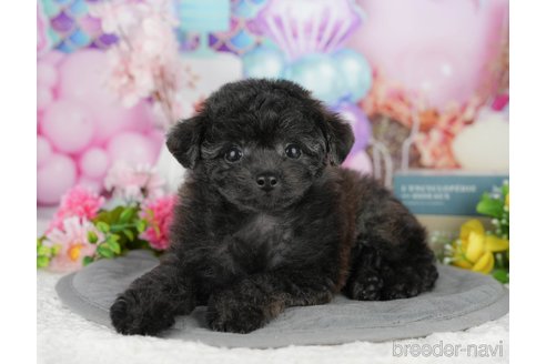 販売中の千葉県のミックス犬-388325の1枚目