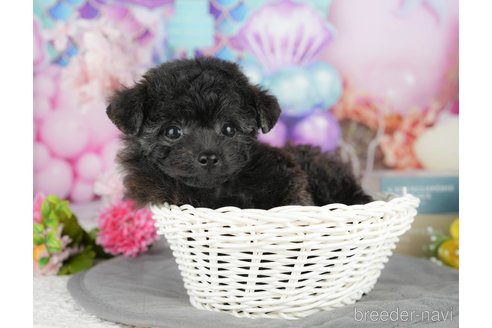 販売中の千葉県のミックス犬-388325の12枚目