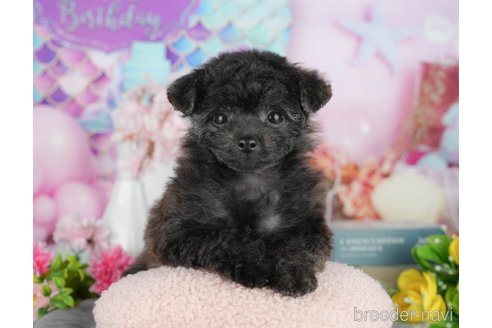 販売中の千葉県のミックス犬-388325の11枚目